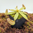 Nepenthes albomarginata | Small 2.5" Potted | Carnivorous Plant Nursery