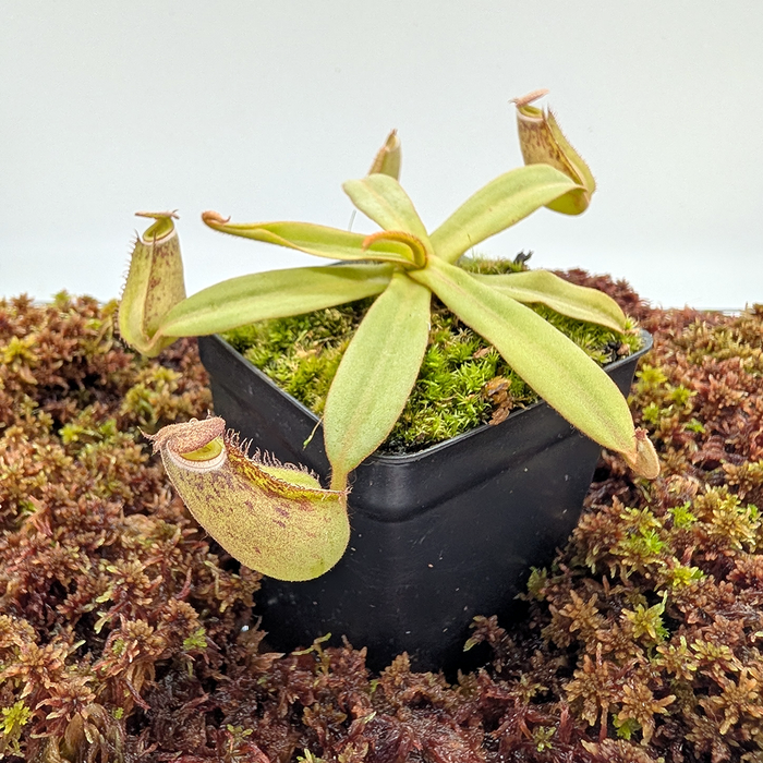 Nepenthes albomarginata | Small 2.5" Potted | Carnivorous Plant Nursery