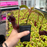 Nepenthes lowii x ventricosa | Large - 2.5" Potted | Carnivorous Plant Nursery