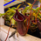 Nepenthes lowii x ventricosa | | Carnivorous Plant Nursery