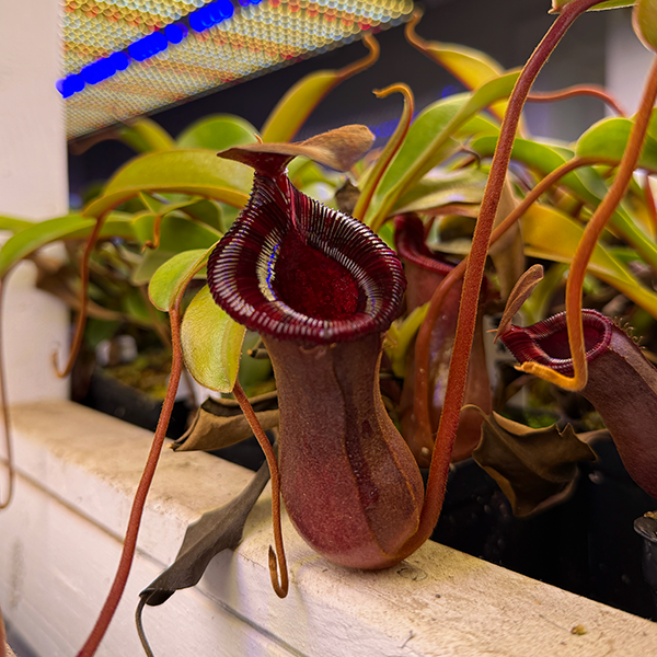 Nepenthes lowii x ventricosa | | Carnivorous Plant Nursery