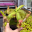 Nepenthes sanguinea