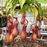Nepenthes x ventrata | | Carnivorous Plant Nursery