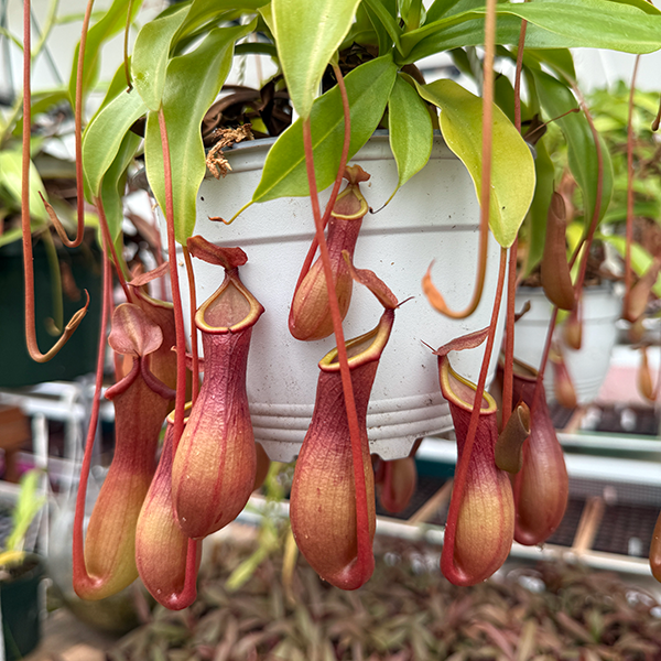 Nepenthes x ventrata | | Carnivorous Plant Nursery
