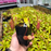 Nepenthes ventricosa | Large - 2.5" Potted | Carnivorous Plant Nursery