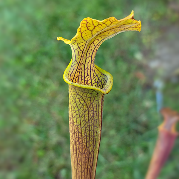 Sarracenia rubra wherryi x alabamensis wherryi