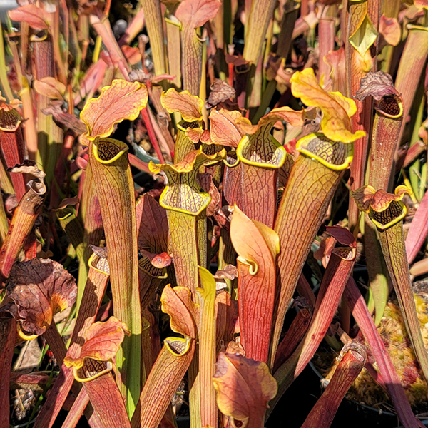 Sarracenia rubra wherryi x alabamensis wherryi