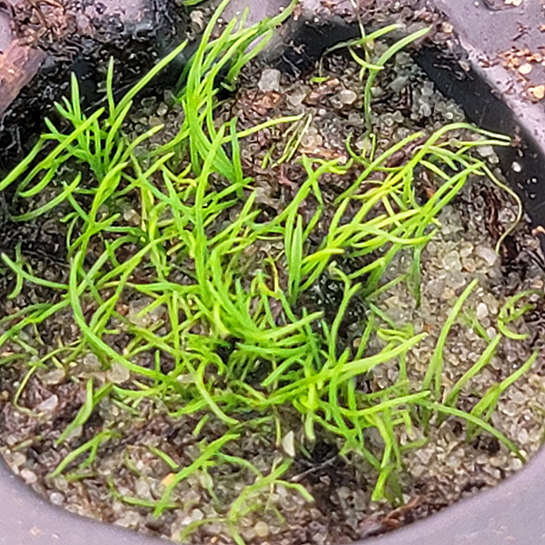 Utricularia fulva