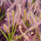 Drosera capensis - Pink Form