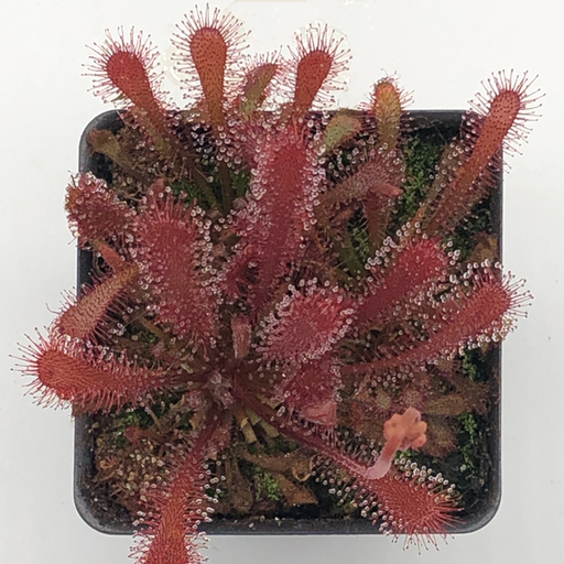 Drosera filiformis floridana x sp. Lantau Island