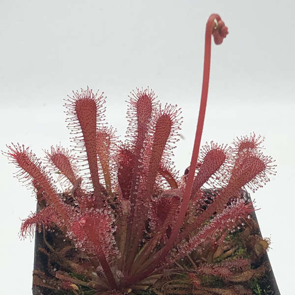 Drosera filiformis floridana x sp. Lantau Island