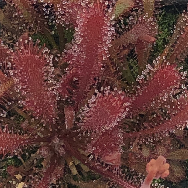 Drosera filiformis floridana x sp. Lantau Island