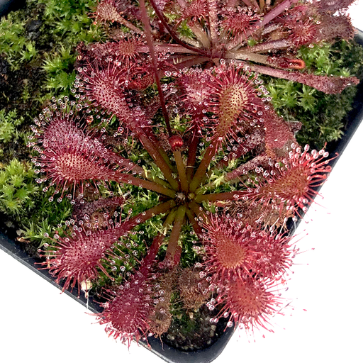 Drosera Lantau Island x brevifolia