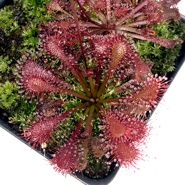 Drosera Lantau Island x brevifolia