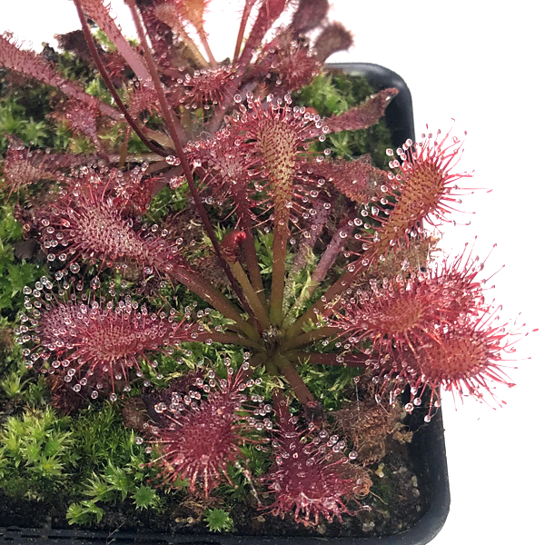 Drosera Lantau Island x brevifolia