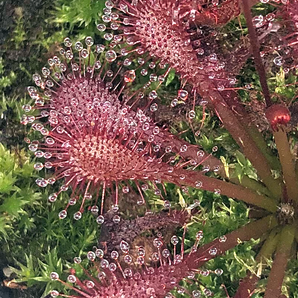 Drosera Lantau Island x brevifolia