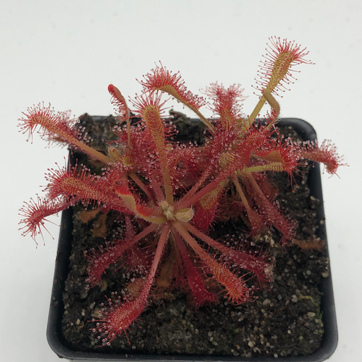 Drosera madagascariensis x spatulata "Tamlin"