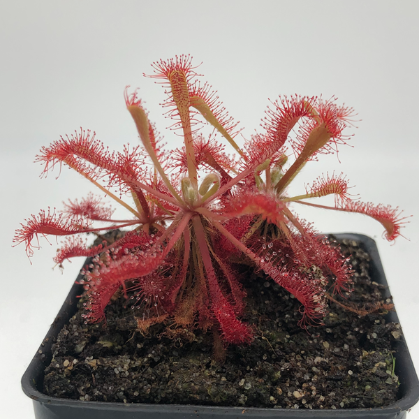 Drosera madagascariensis x spatulata "Tamlin"