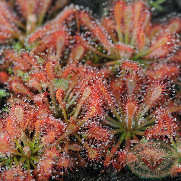 Drosera oblanceolata