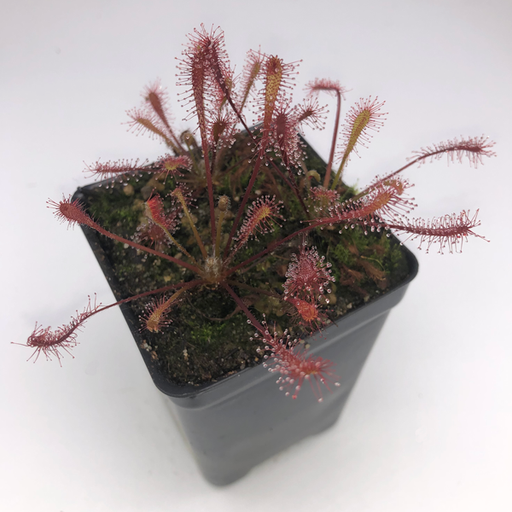 Drosera  oblanceolata x anglica