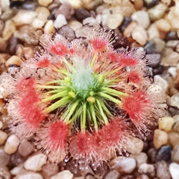 drosera sargentii plant picture from Wikicommons