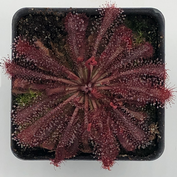 Drosera spatulata - Gold Coast