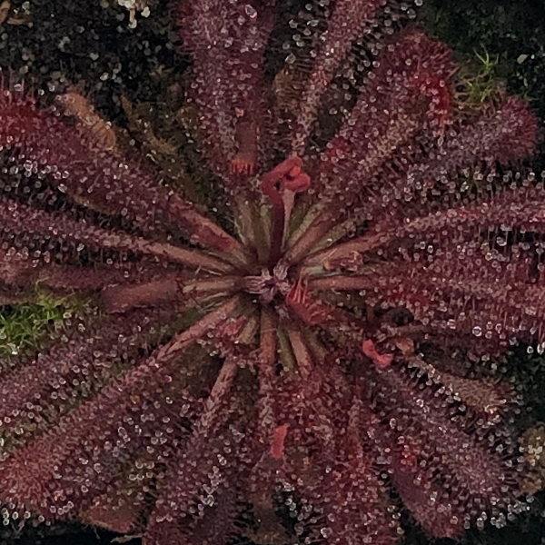 Drosera spatulata - Gold Coast