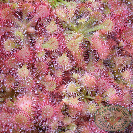 Drosera spatulata