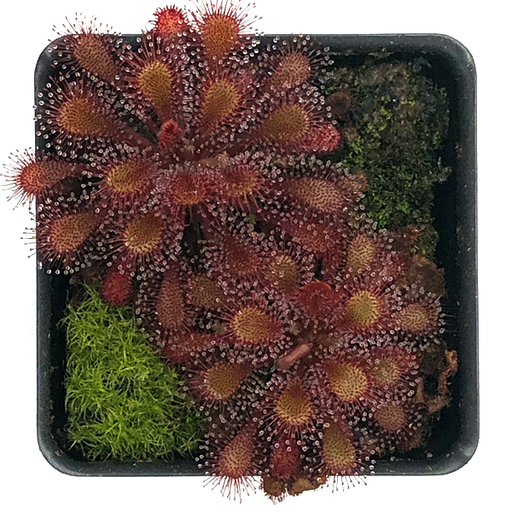 Drosera spatulata x anglica