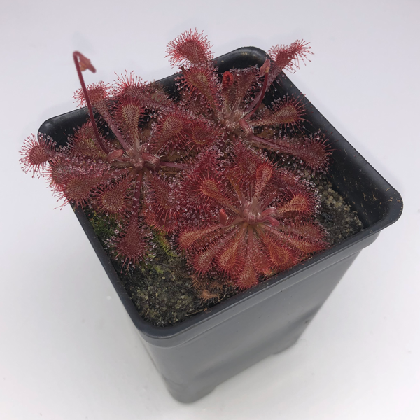 Drosera tokaiensis x spatulata