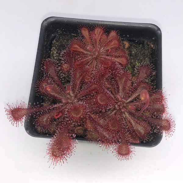 Drosera tokaiensis x spatulata