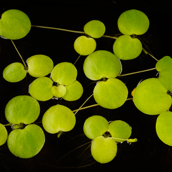 american frogbit