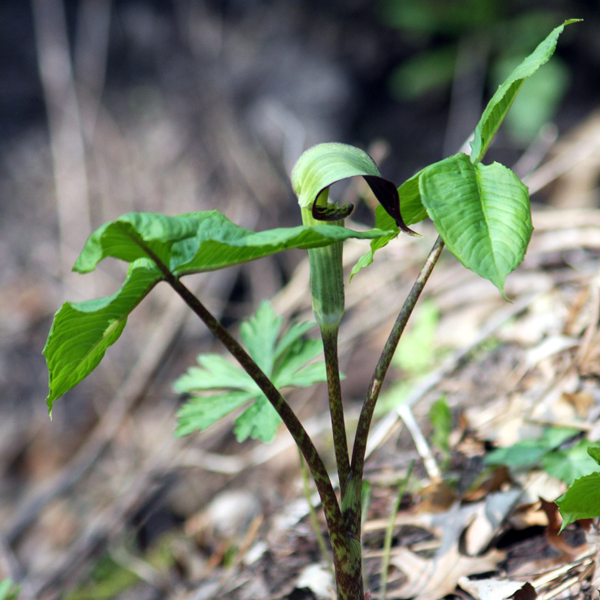 jack in the pulpit