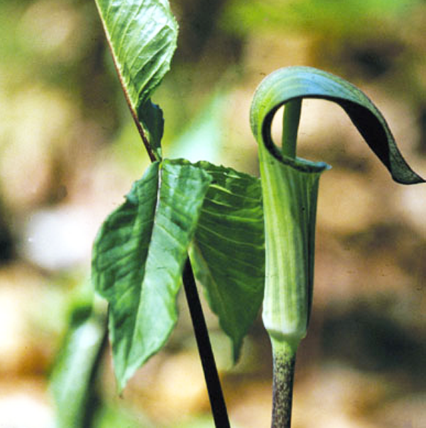 jack in the pulpit