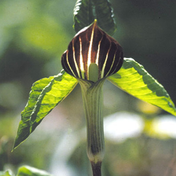 jack in the pulpit