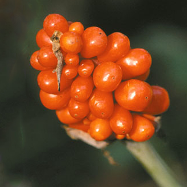 jack in the pulpit