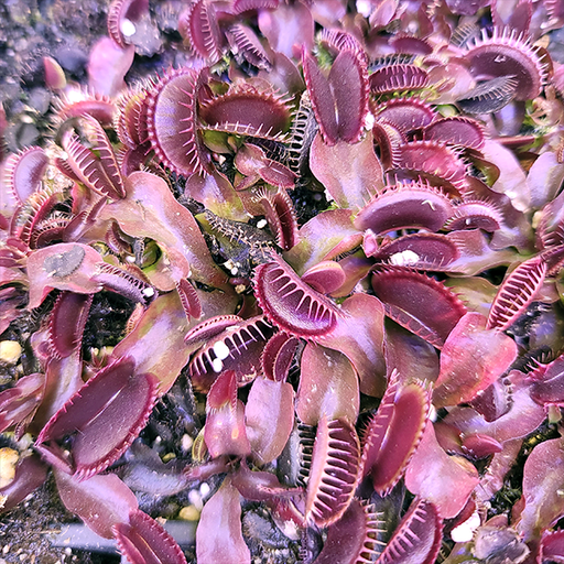 Venus Flytrap - Maroon Monster