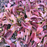 Venus Flytrap - Maroon Monster | | Carnivorous Plant Nursery