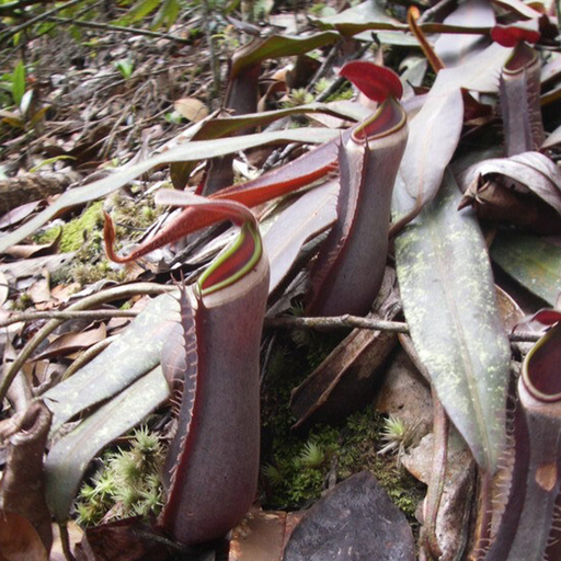 Nepenthes albomarginata