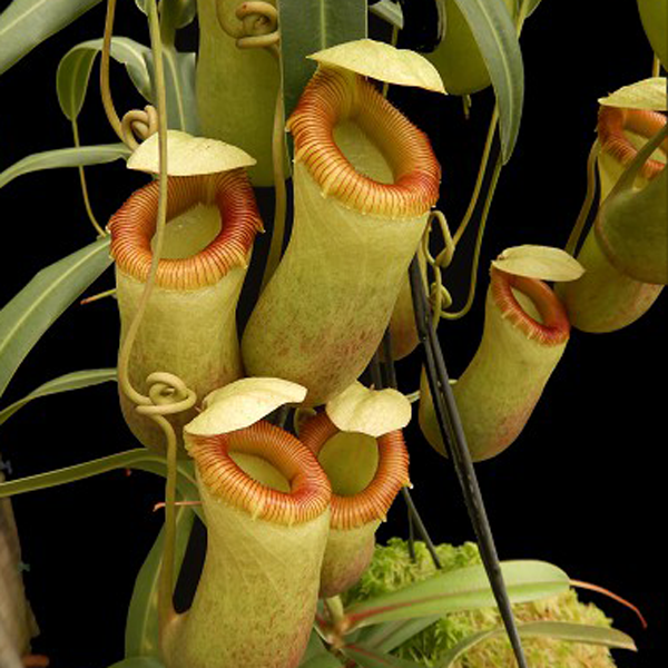 Nepenthes barcelona pitcher