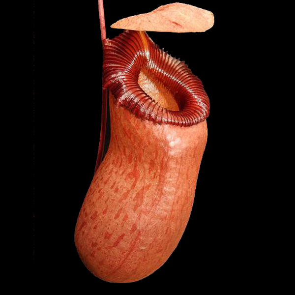 Nepenthes barcelona pitcher