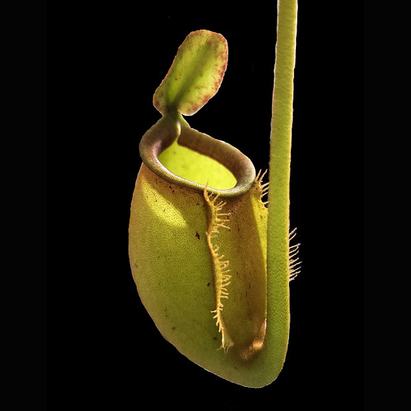 Nepenthes bicalcarata x ampullaria