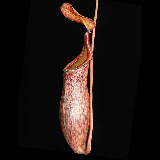 Nepenthes ceciliae pitcher