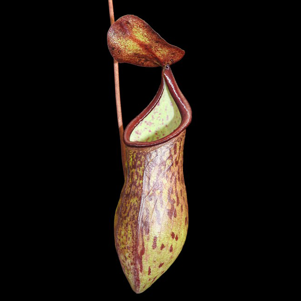 Nepenthes ceciliae pitcher