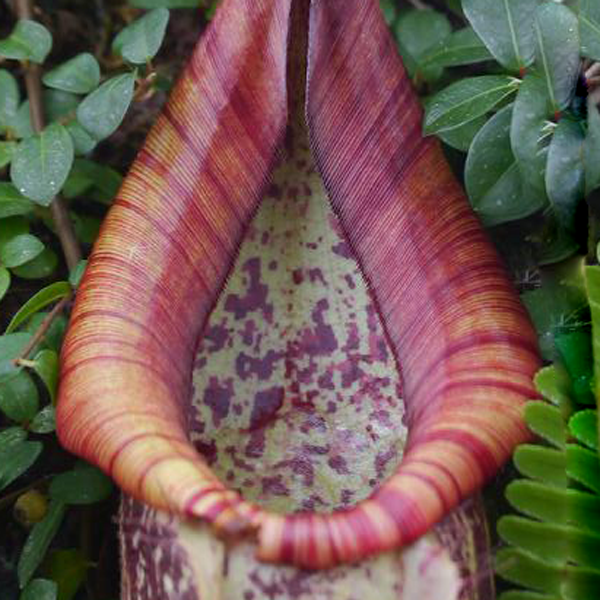 Nepenthes