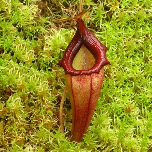 Nepenthes Nursery - Carnivorous Pitcher Plant | Shop Online