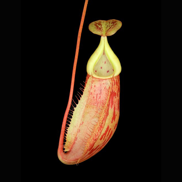 Nepenthes glabrata x veitchii