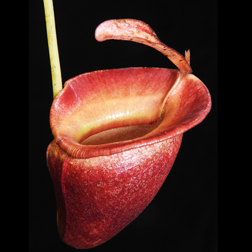 Nepenthes jacquelineae | | Carnivorous Plant Nursery