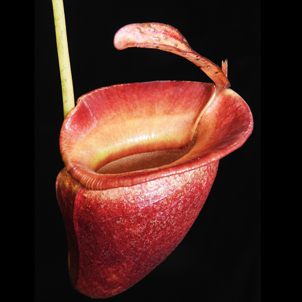 Nepenthes jacquelineae | | Carnivorous Plant Nursery