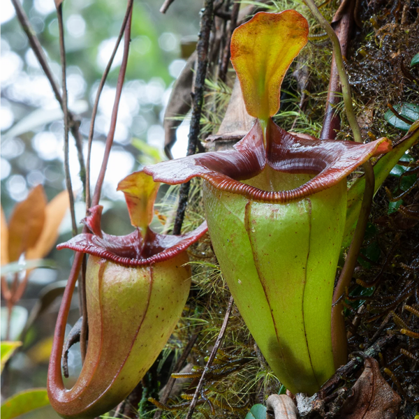 Nepenthes jacquelineae | | Carnivorous Plant Nursery